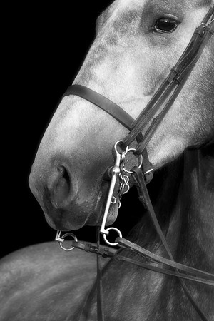 Kelly Lynn Photography Horse-00146.jpg