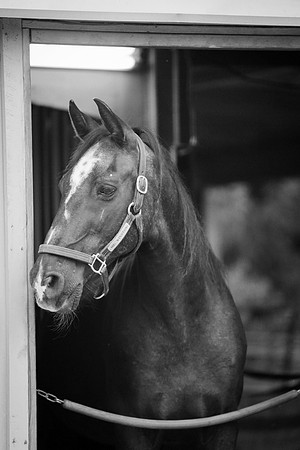 Kelly Lynn Photography Horse-00076.jpg