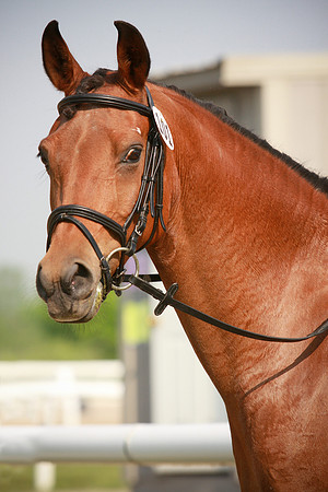 Kelly Lynn Photography Horse-00132.jpg