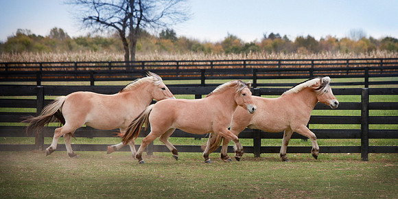Kelly Lynn Photography Horse-00118.jpg