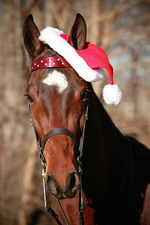 Kelly Lynn Photography Horse-00116.jpg