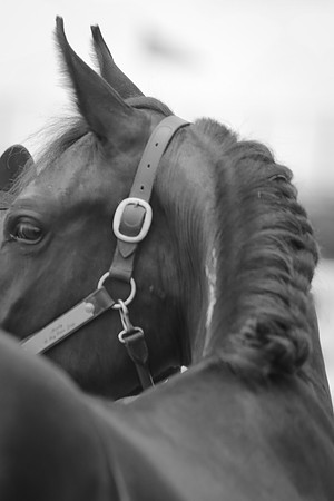 Kelly Lynn Photography Horse-00068.jpg
