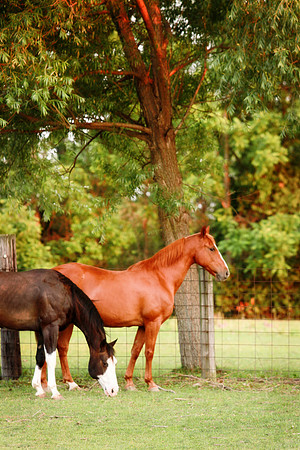 Kelly Lynn Photography Horse-00125.jpg