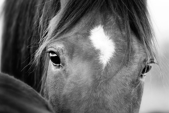 Kelly Lynn Photography Horse-00142.jpg