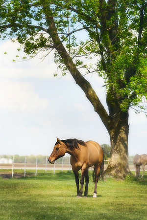 Kelly Lynn Photography Horse-00108.jpg