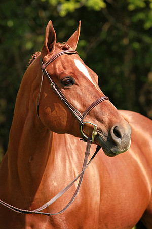 Kelly Lynn Photography Horse-00141.jpg