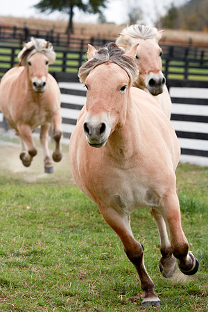Kelly Lynn Photography Horse-00117.jpg