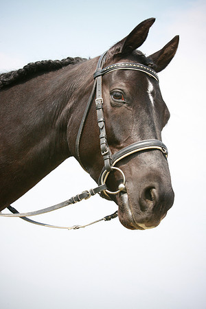 Kelly Lynn Photography Horse-00130.jpg