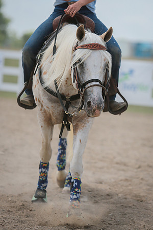 Kelly Lynn Photography Horse-00054.jpg