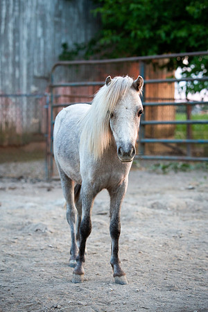 Kelly Lynn Photography Horse-00040.jpg