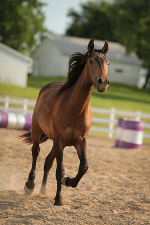 Kelly Lynn Photography Horse-00058.jpg