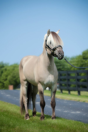 Kelly Lynn Photography Horse-00095.jpg
