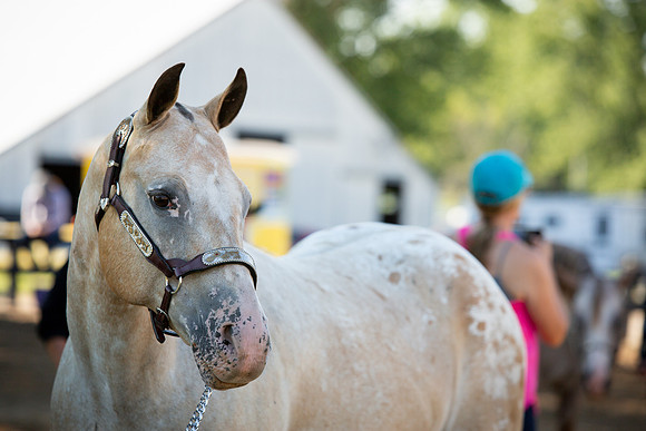 Kelly Lynn Photography Horse-00018.jpg