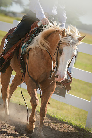 Kelly Lynn Photography Horse-00067.jpg