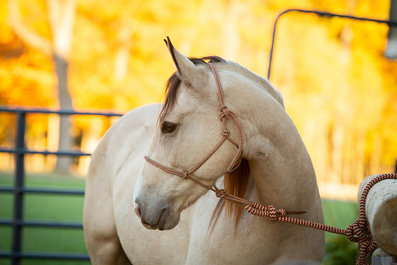 Kelly Lynn Photography Horse-00047.jpg