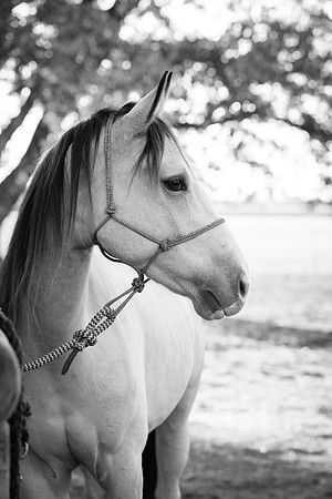 Kelly Lynn Photography Horse-00048.jpg