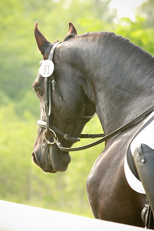 Kelly Lynn Photography Horse-00133.jpg