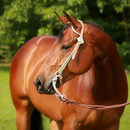 Kelly Lynn Photography Horse-00109.jpg