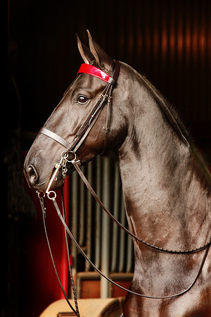 Kelly Lynn Photography Horse-00137.jpg