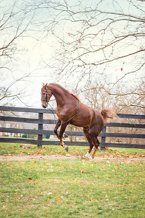 Kelly Lynn Photography Horse-00002.jpg
