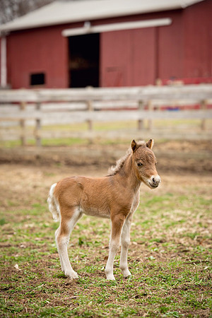 Kelly Lynn Photography Horse-00071.jpg