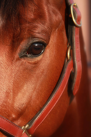 Kelly Lynn Photography Horse-00112.jpg