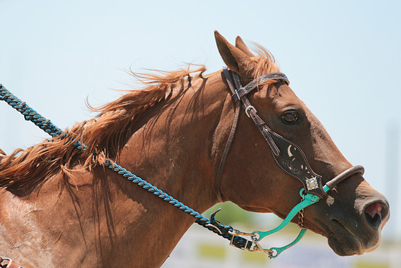Kelly Lynn Photography Horse-00061.jpg