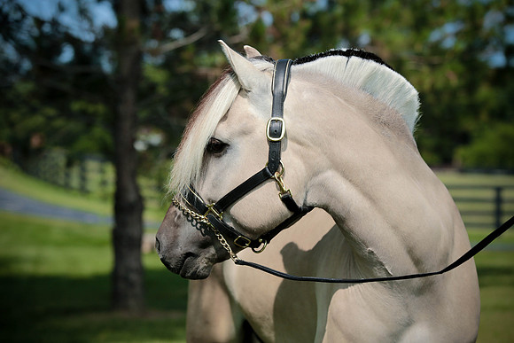 Kelly Lynn Photography Horse-00097.jpg