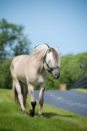 Kelly Lynn Photography Horse-00096.jpg
