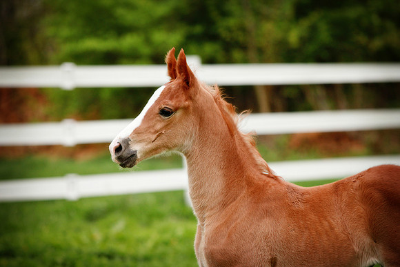 Kelly Lynn Photography Horse-00114.jpg